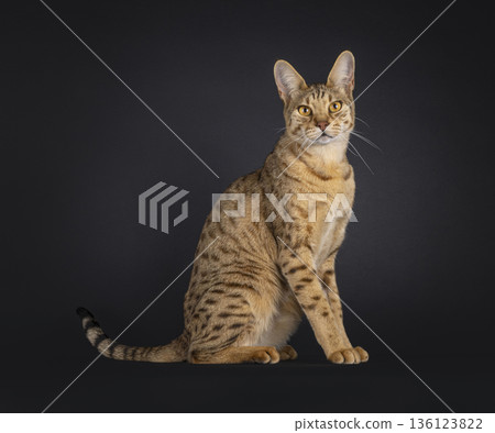 Brown spotted cat on black background 136123822