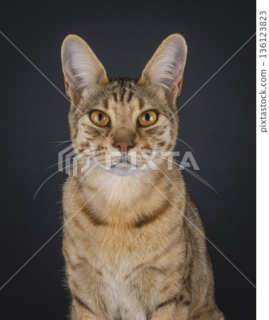 Brown spotted cat on black background Brown spotted cat on black background 136123823