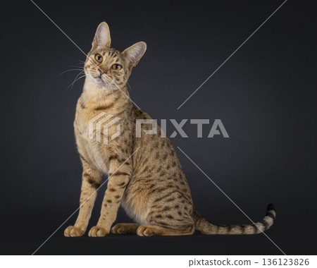 Brown spotted cat on black background Brown spotted cat on black background 136123826
