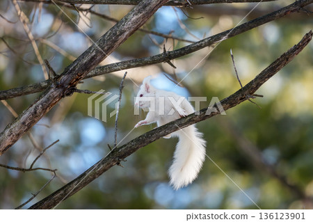北海道東部野生動物：樹枝上的白化北海道松鼠 136123901