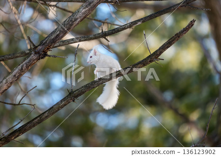 北海道東部野生動物：樹枝上的白化北海道松鼠 136123902