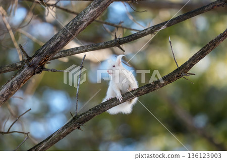 北海道東部野生動物：樹枝上的白化北海道松鼠 136123903