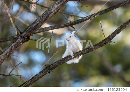 北海道東部野生動物：樹枝上的白化北海道松鼠 136123904
