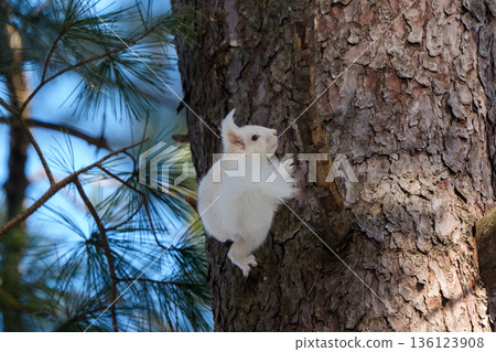 Albino Hokkaido squirrel moving on a branch Wildlife in Eastern Hokkaido 136123908