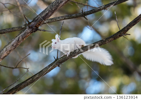 Albino Hokkaido squirrel moving on a branch Wildlife in Eastern Hokkaido Albino Hokkaido squirrel moving on a branch Wildlife in Eastern Hokkaido 136123914