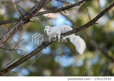 北海道東部野生動物：樹枝上的白化北海道松鼠 136123916