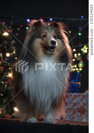 A festive holiday setting features a charming Shetland Sheepdog (Sheltie). The atmosphere is warm and full of seasonal cheer, which is characteristic of the Christmas period. A festive holiday setting features a charming Shetland Sheepdog (Sheltie). The atmosphere is warm and full of seasonal cheer, which is characteristic of the Christmas period. 136124083