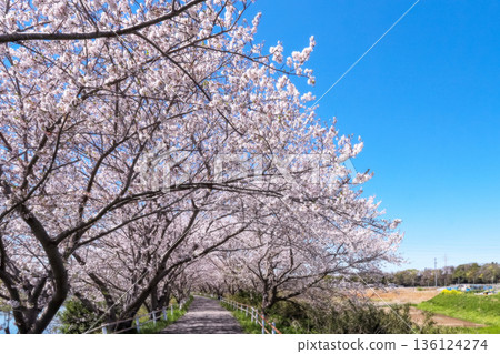 Hanamigawa Cycling Road with cherry blossoms in full bloom Hanamigawa Cycling Road with cherry blossoms in full bloom 136124274