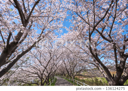 櫻花盛開,花見川自行車道 櫻花盛開,花見川自行車道 136124275