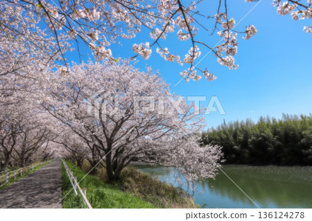 Hanamigawa River and rows of cherry blossom trees in full bloom Hanamigawa River and rows of cherry blossom trees in full bloom 136124278