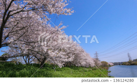 花見川河兩岸櫻花盛開 花見川河兩岸櫻花盛開 136124280