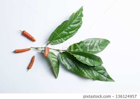 Hihatsu fruits and leaves 136124957