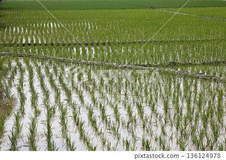 A green paddy field in West Bengal, India. A green paddy field in West Bengal, India. 136124978