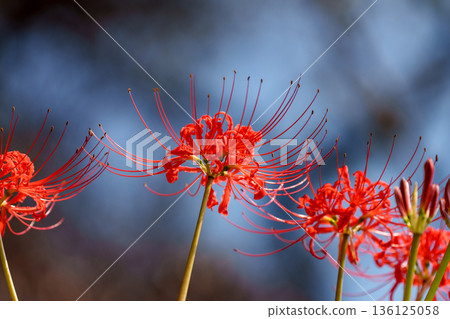 A cluster of red spider lilies blooming against the blue sky 136125058