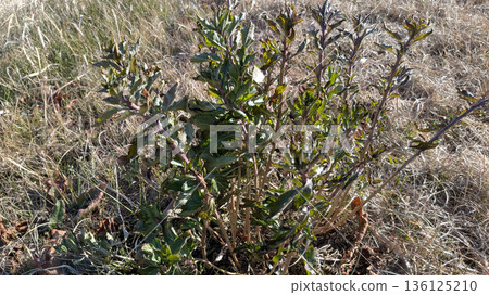 Wolfberry weed Wolfberry weed 136125210