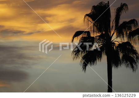 silhouette of a palm tree with the sky and its warm tones at sunset silhouette of a palm tree with the sky and its warm tones at sunset 136125229