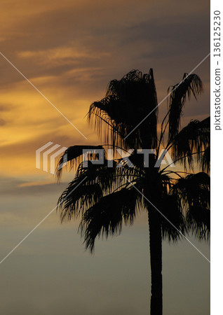 silhouette of a palm tree with the sky and its warm tones at sunset silhouette of a palm tree with the sky and its warm tones at sunset 136125230