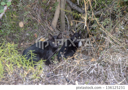black cat that roams the street looking for food black cat that roams the street looking for food 136125231