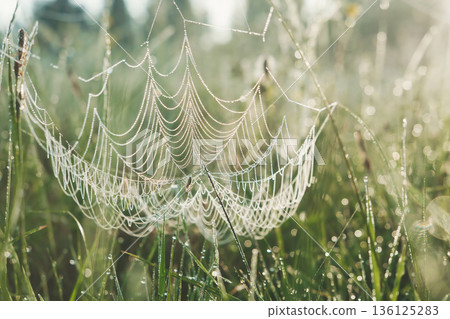 Spiderweb with dew drops. Dew drops on spider mesh. Abstract natural background. Macro closeup spider web 136125283