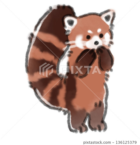 Watercolor illustration of a baby red panda standing on two legs. Perfect for columns on growth and exercise. 136125379