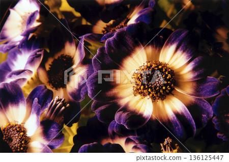 image of various flowers taken close-up 136125447