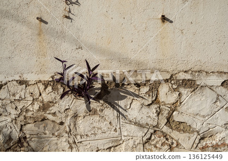 plant growing in a crack in the wall 136125449