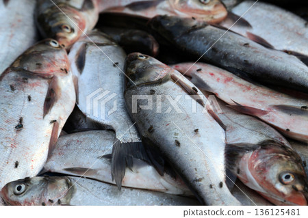Fish market in Kumrokhali, West Bengal, India 136125481