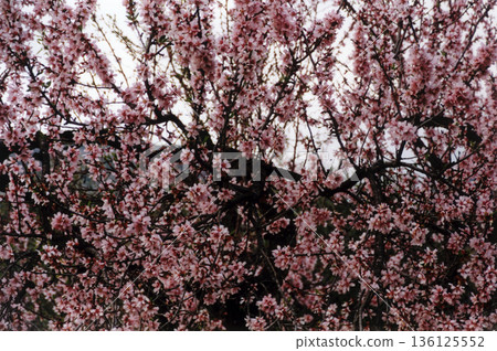 image of an almond tree in full bloom 136125552