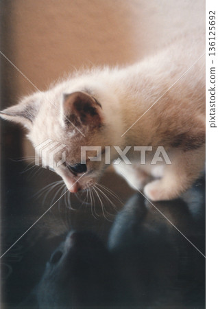 image of a cat observing its own reflection image of a cat observing its own reflection 136125692