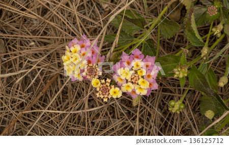 flowers of various colors found in the middle of nature 136125712