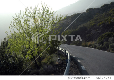 views of the narrow road that runs through the natural park views of the narrow road that runs through the natural park 136125734