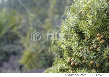 picture of a wild bush with its green berries picture of a wild bush with its green berries 136125735