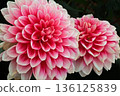Dahlia 136125839
