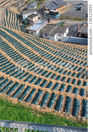 Terraced fields at Yusamizugaura preparing for winter 136125855
