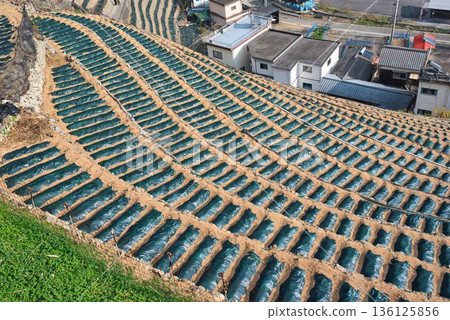 Terraced fields at Yusamizugaura preparing for winter 136125856