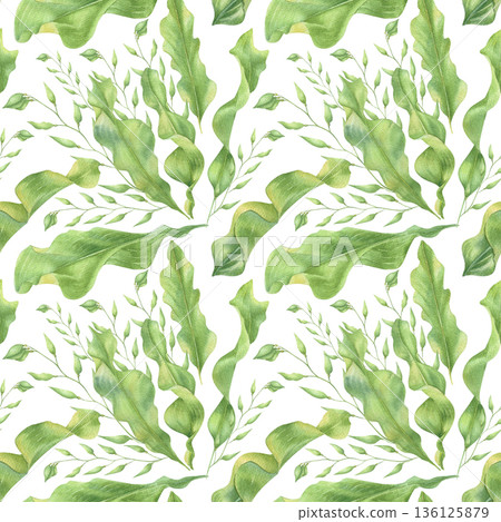 Watercolor seamless pattern with green algae, laminaria, sea plants, seaweed Watercolor seamless pattern with green algae, laminaria, sea plants, seaweed 136125879