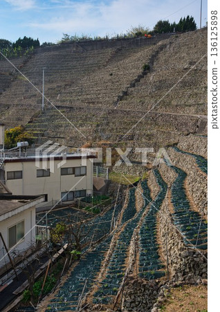 為冬季做準備的湯水浦梯田 136125898