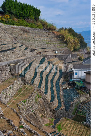 Terraced fields at Yusamizugaura preparing for winter 136125899