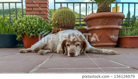 reza breton's dog resting in front of the cactus on the terrace 136126079