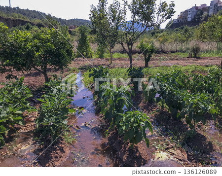 traditional vegetable garden with pepper plants in the foreground and fruit trees 136126089