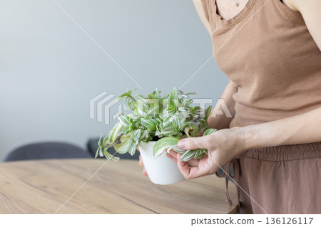 Woman looking at damaged leaves of tradescantia house plant. Damaged leaves of house plant. Closeup. 136126117