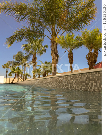 group of palm trees photographed from inside a swimming pool group of palm trees photographed from inside a swimming pool 136126120