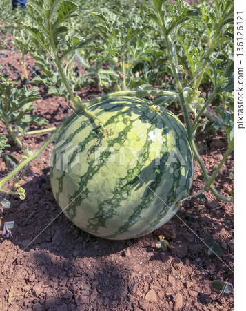 Striped watermelon not yet grown on the orchard land Striped watermelon not yet grown on the orchard land 136126121