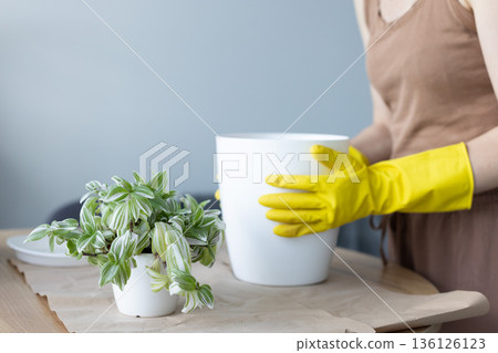 Transplanting spider lily house plant in a bigger flower pot. Woman replanting home flowers. 136126123