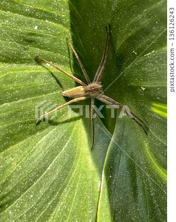 Thief spider Pisaura mirabilis on green leaf Thief spider Pisaura mirabilis on green leaf 136126243