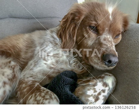 Breton dog resting quietly on a blanket 136126258