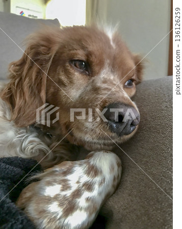 Breton dog resting quietly on a blanket 136126259