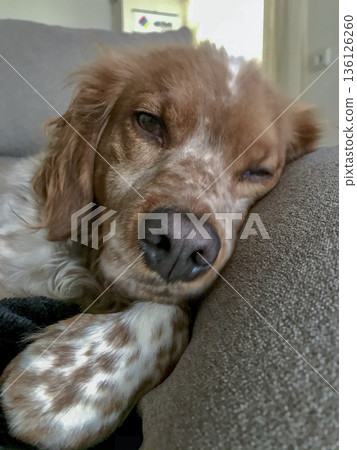 Breton dog resting quietly on a blanket Breton dog resting quietly on a blanket 136126260