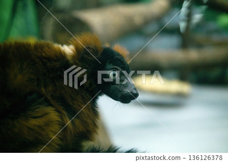 red ruffed lemur (Varecia rubra) in zoo, close up red ruffed lemur (Varecia rubra) in zoo, close up 136126378