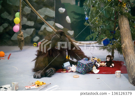 orangutan unpacks presents under a Christmas tree in its enclosure, behavioral enrichment in zoo 136126379